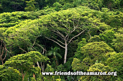 Pngase en contacto con nosotros a Friends of the Amazon