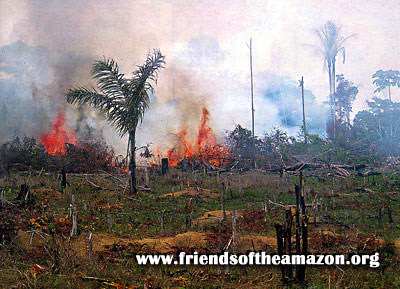 Deforestacin en la Amazonia